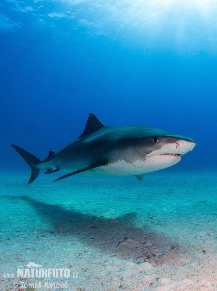 Requin-tigre