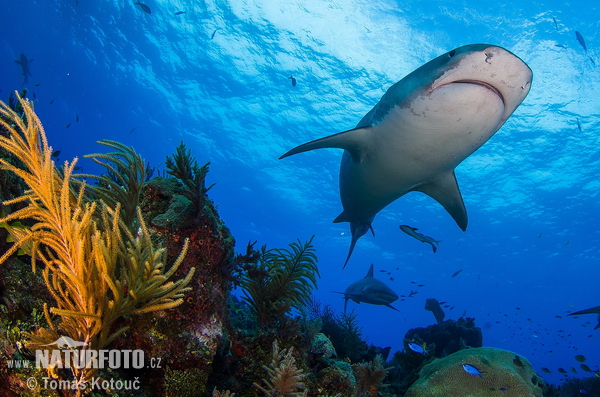 Requin-tigre