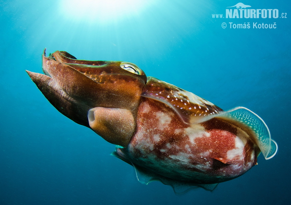 Sepia latimanus