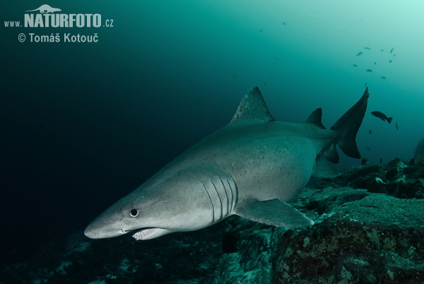 Smalltooth Sandtiger Shark (Odontaspis ferox)