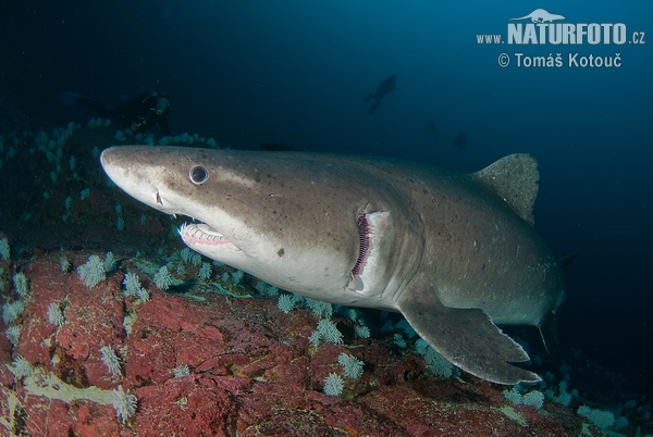 Smalltooth Sandtiger Shark (Odontaspis ferox)