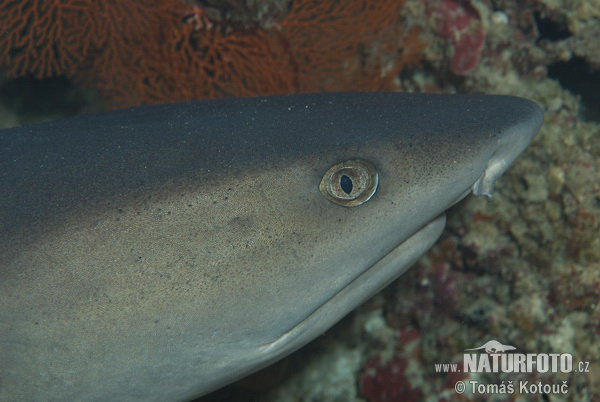 Squalo pinna bianca del reef