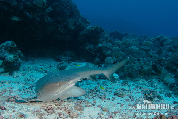 Squalo pinna bianca del reef