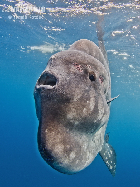 Sunfish (Mola mola)