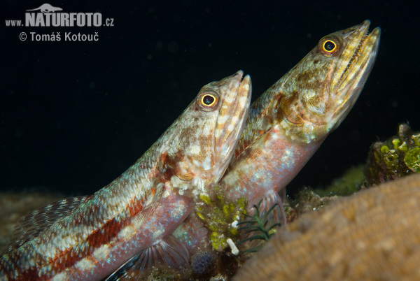Synodus variegatus