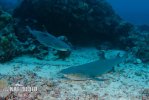 Рифова акула білопера
