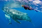 Гърбат кит