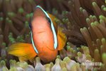 Amphiprion sp.