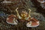Anemone crab