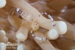 Anemone partner shrimp