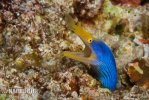 Anguila listón azul