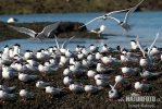 Arctic tern