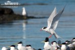 Arctic tern