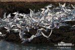 Arctic tern