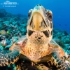 Atlantic Hawksbill Turtle