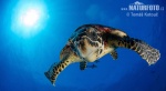 Atlantic Hawksbill Turtle