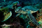 Atlantic Hawksbill Turtle