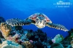 Atlantic Hawksbill Turtle