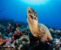 Atlantic Hawksbill Turtle