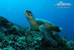 Atlantic Hawksbill Turtle