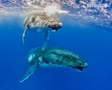 Baleine à bosse