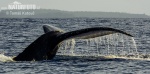 Baleine à bosse