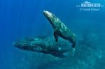 Baleine à bosse