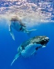 Baleine à bosse