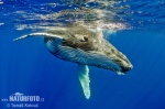 Baleine à bosse