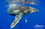 Baleine à bosse