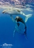 Baleine à bosse