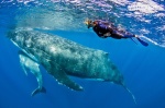 Baleine à bosse