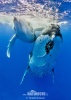 Baleine à bosse