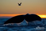 Baleine franche australe