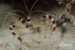 Banded boxer shrimp