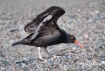 Beccaccia di mare nera del Nordamerica