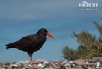 Beccaccia di mare nera del Nordamerica