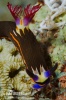 Bighorn nembrotha