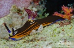 Bighorn nembrotha