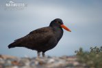 Black oystercatcher