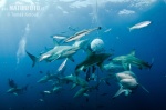 Blacktip Shark