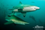 Blacktip Shark