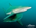 Blacktip Shark