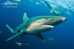 Blacktip Shark