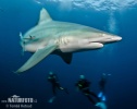 Blacktip Shark