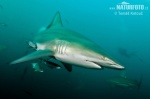 Blacktip Shark