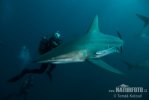 Blacktip Shark