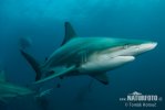 Blacktip Shark