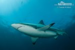 Blacktip Shark