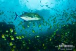 Bluefin Trevally